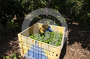 Avocado Etinger in picking season