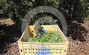 Avocado Etinger in picking season
