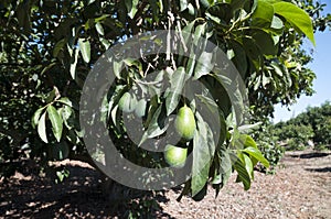 Avocado Etinger in picking season