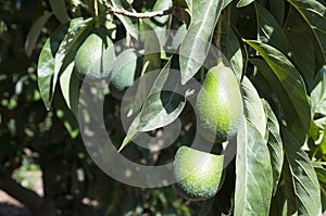 Avocado Etinger in picking season