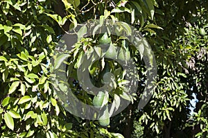 Avocado Etinger in picking season