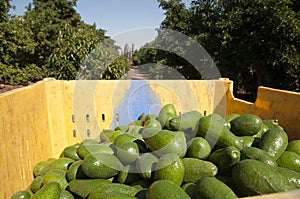 Avocado Etinger in picking season