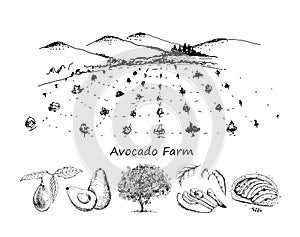 Avocado farm isolated on white background. Line art style.