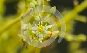 Avocado flower, persea americana