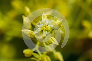 Avocado flower, persea americana photo