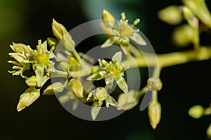 Avocado flowers, persea americana