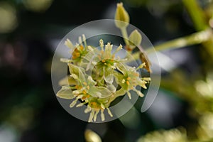 Avocado flowers, Persea americanablooming