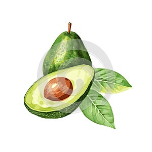 Avocado fruit art drawn watercolor paint on white for food dient design photo