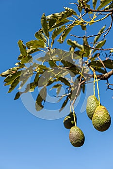 Avocado fruit on branch surrounded with leaves