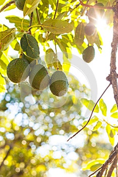 Avocado fruit on branch surrounded with leaves