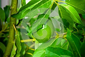 Avocado fruit growing on a tree