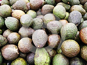 Avocado Fruit Persea americana is classified as a member of the flowering plant family Lauraceae