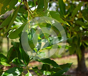 Avocado fruit ripening on tree, South Florida