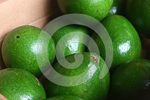 Avocado fruit that is still unripe looks bright green