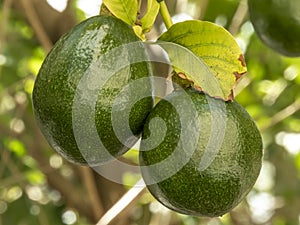 Avocado fruit on tree in Brazil