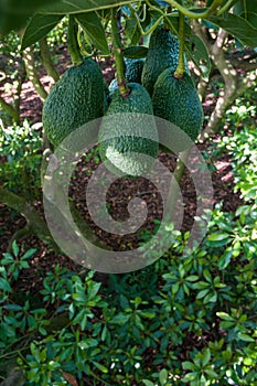 Avocado fruit on the tree