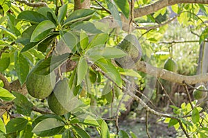 Avocado Fruit On Tree photo