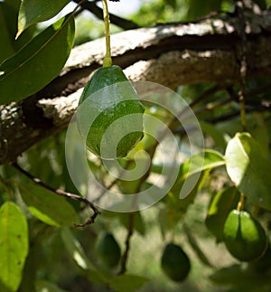 Avocado fruit on tree, South Florida