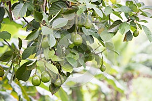 Avocado fruits, small avocados growing on tree in Tropes, Rarotonga, Cook Islands