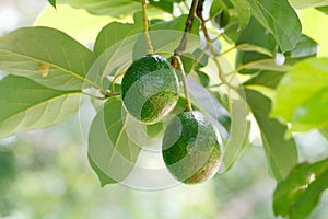 Avocado fruits Persea americana photo