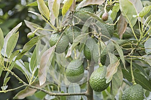 Avocado fruits on the tree ready for harvest. Hass avocado