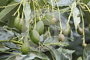 Avocado fruits on the tree ready for harvest. Hass avocado