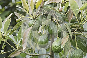 Avocado fruits on the tree ready for harvest. Hass avocado photo