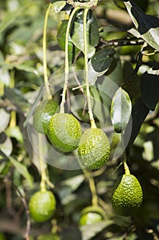 Avocado fruits on the tree ready for harvest. Hass avocado - Persea americana `Hass