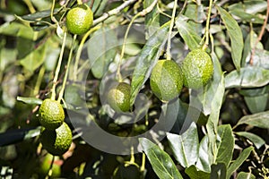 Avocado fruits on the tree ready for harvest. Hass avocado - Persea americana `Hass