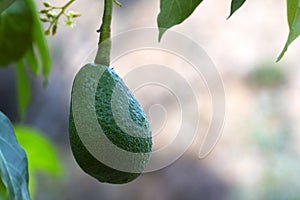 Green avocado fruit palta hanging on the tree photo