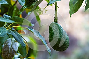 Green avocado fruit palta hanging on the tree photo