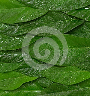 Avocado green wet leaves