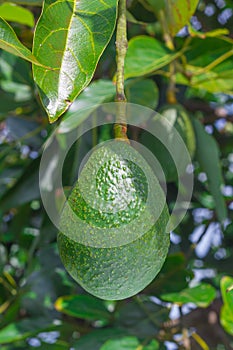 Avocado growing on tree