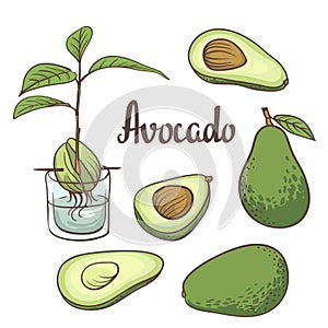 Avocado, half of avocado, avocado seed, a seedling of avocado on a laboratory flask isollated on white background.