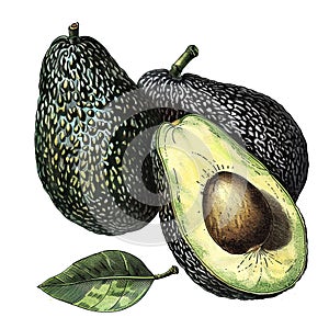 Avocado hand drawn illustration isolated on a white background.