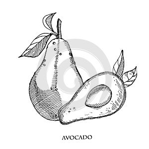 Avocado hand drawn vector illustration.Detailed engraving style sketch.Tropical summer fruit, isolated on the white