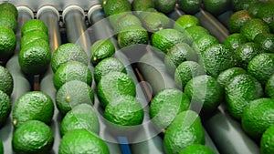 Avocado hass rolling industry fruit