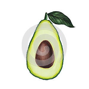 Avocado with leaf isolated on white background. Keto diet hand drawing. Organic food. Healthy eating concept, paleo