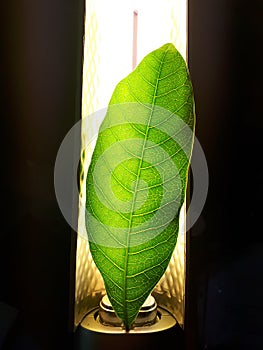 Avocado leaf under bright light