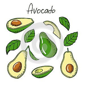 Avocado and leafs in sketch style