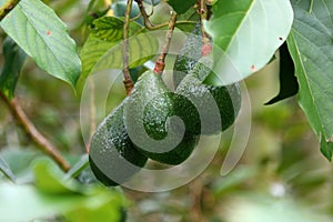 Avocado palta guacamole fruit on tree photo