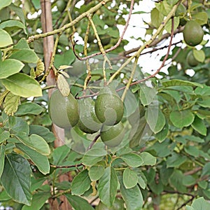 Avocado palta guacamole on tree