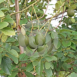 Avocado palta guacamole on tree photo