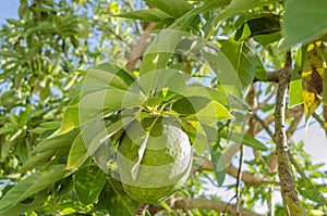 Avocado Pear Hanging Below Leaf Cluster