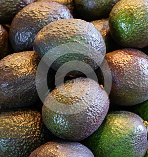 The avocado Persea americana