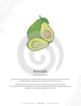 Avocado - Persea americana illustration wall decor ideas