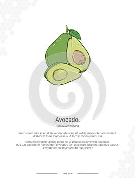 Avocado - Persea americana illustration wall decor ideas photo