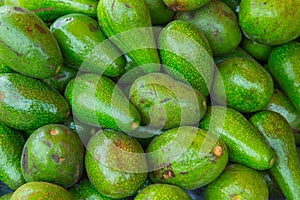 Avocado Persea americana photo