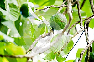 The avocado Persea americana is a tree that is native to South Central Mexico, classified as a member of the flowering plant fam