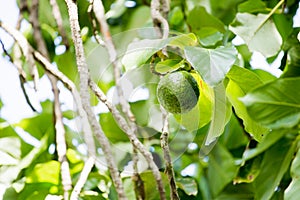 The avocado Persea americana is a tree that is native to South Central Mexico, classified as a member of the flowering plant fam